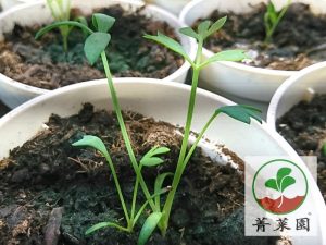 海茴香苗