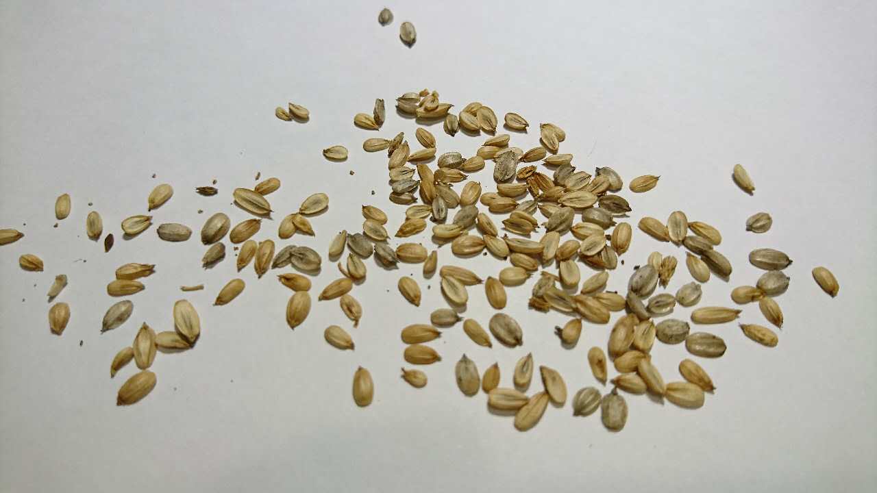海茴香種子
