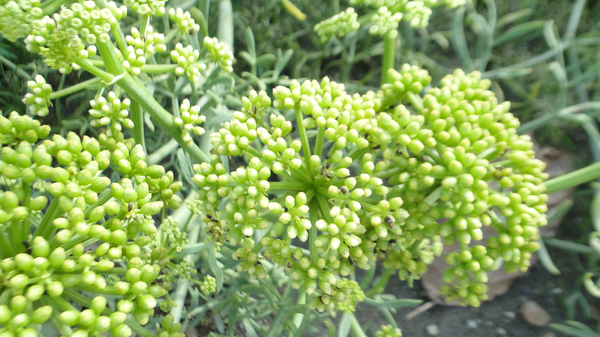 海茴香開花結種子過程